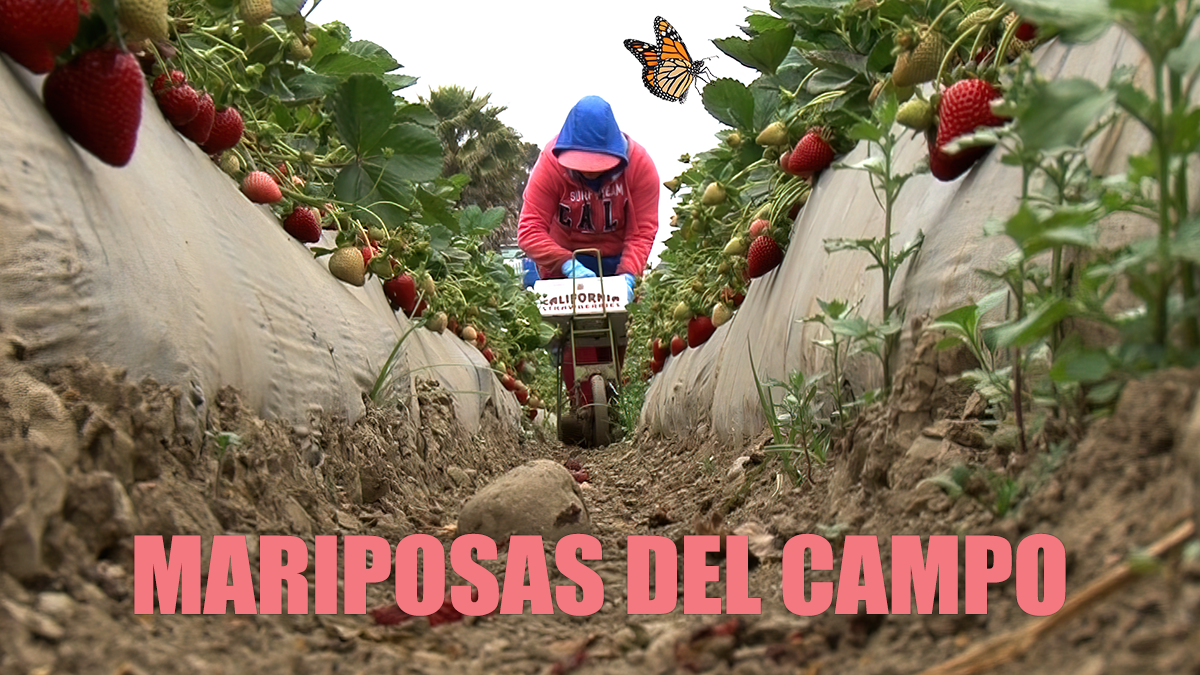 Mariposas del Campo